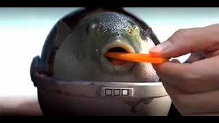 Pufferfish Eating Carrot Sound Bass Boosted Earrape 1 Hour [upl. by Danit]