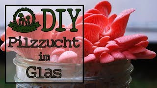 DIY Anleitung Pilzzucht im Glas mit Impfdübeln auf Kaffeesatz  PilzWald [upl. by Atsylak]