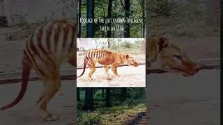 Thylacine The Tragic Tale of the Tasmanian Tiger🐅 whathappendthylacine tasmaniantigertiger [upl. by Lerat178]