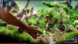 Un aquarium décoré en aquascaping pour les ateliers de la boucle [upl. by Anitsirhc]