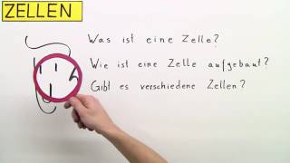 ZELLEN  DIE GRUNDBAUSTEINE VON PFLANZE MENSCH UND TIER  Biologie  Biologie der Zellen [upl. by Finnegan239]