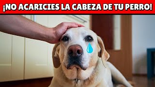 NO ACARICIES más la cabeza de tu perro hasta ver esto  ¡Quedarás en shock [upl. by Belcher973]