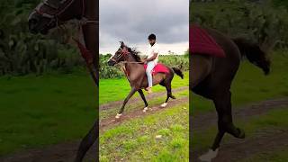 horse riding status  ram gadhavi  heer horse horse ghodi kathiyawadighodi ghodo shorts [upl. by Holmann748]