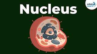 Nucleus  Cell  Infinity Learn [upl. by Jemena40]