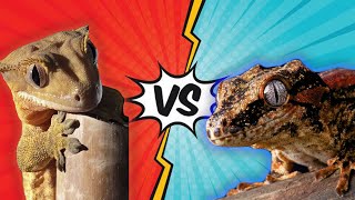 Which Makes The Better Pet Crested Gecko VS Gargoyle Gecko [upl. by Oznofla]