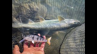 NAMAYCUSH AUF DEN STUCKI HYBRID PERCH AM BERGSEE 🇨🇭 [upl. by Latty]