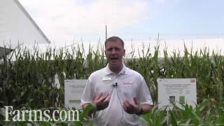 Dow AgroSciences SureStart Corn Weed Control System Flexible Dependable [upl. by Fanchet595]