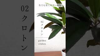 【観葉植物】冬でも育てやすい観葉植物4選の紹介 [upl. by Safir]