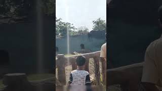 NEHRU ZOO HYDERABAD  HD Video  FULL Coverage  nehru zoological park [upl. by Yrrap]