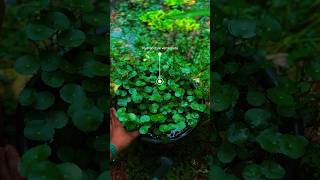 Pennywort  hydrocotyle verticillata propagation  ytshortsindia [upl. by Akimrej]