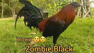 Black Gamefowl Zombie Line [upl. by Nojram]