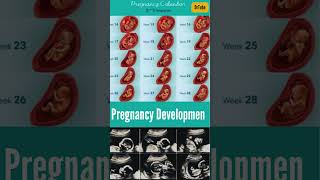 Fetal Development Week by Week  Incredible Pregnancy Journey  Embryo Shortsfeed pregnancy baby [upl. by Aluk]