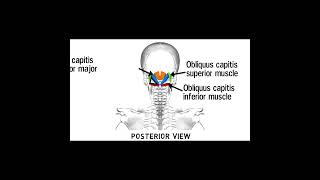 Triangles Of Neck Anatomy  Topography of Neck  Neck Muscles Anatomy  Part 2 [upl. by Aneahs]