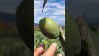 Satisfying Fruit Biting Compilation fruits fruitsfarm satisfying short [upl. by Edras]