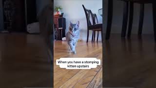 Stompers stomp stomp 🐾 cat funnymemes shorts [upl. by Narib]