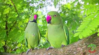 mithu ripu parrot baby talking sound bird parrot 🐦🐦🤯😱😱🤯🐦🤯😱😱viral babybird viralvideo shortvideo [upl. by Gnilrac]