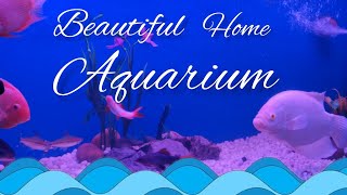 BEAUTIFUL HOME AQUARIUM  Curious Fishes  Amazing views GiantGaurami AlbinoRedTail BarbFish [upl. by Atrahc743]