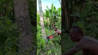 cutting down the tallest palm tree in the world [upl. by Liuqnoj]