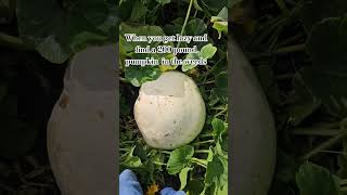 Giantpumpkin 200 pounds hiding Giantpumpkin pumpkin farm gardening growingpumpkins halloween [upl. by Fotzsyzrk]