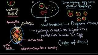 21 Culturing viruses in animal cell [upl. by Neelyaj529]