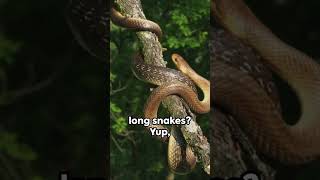 Slithering Laughs the Aesculapian Snake shorts snake [upl. by Ellehcir]