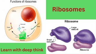 Structure and functions of ribosomes Ribosomes kaya kam karty hein [upl. by Massiw]