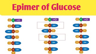 Epimer of Glucose Difference in Glucose amp Mannose Difference in Glucose amp Galactose [upl. by Ruffo]