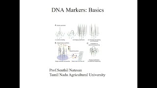 DNA markers Basics [upl. by Yesor]