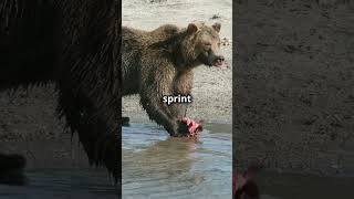 Terrifying Grizzly Bear Facts You Didnt Know [upl. by Ytisahc]