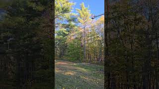 Free time as an arborist climbing arborist bigswing buckettruck shorts maine pinetree [upl. by Mairem929]