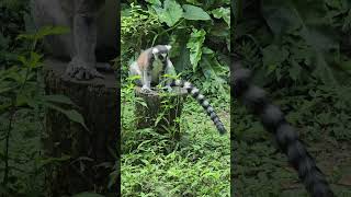 環尾狐猴Ringtailed LemurTaipei Zoo [upl. by Berliner781]