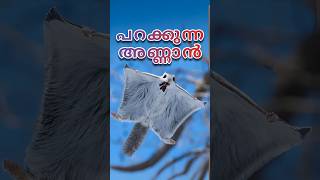 പറക്കുന്ന അണ്ണാനെ നിങ്ങൾ കണ്ടിട്ടുണ്ടോ flyingsquirrels facts malayalam [upl. by Namolos]