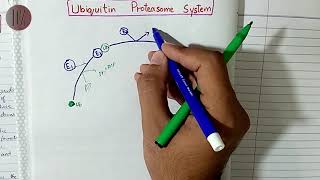 Ubiquitin Proteasome system  Protein Metabolism  Doctor Z [upl. by Desai412]