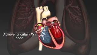 How the cardiac cycle is produced by electrical impulses in the heart [upl. by Guss801]