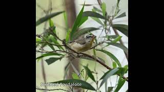 Striated Pardalote australianbirds birdsofaustralia [upl. by Venola]