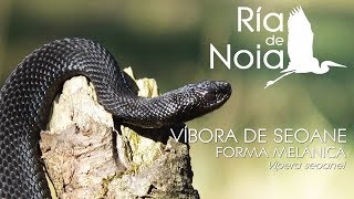 Víbora de seoane Vipera seoanei melanica trepando a un arbol Ría de Noia [upl. by Landrum]