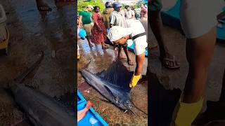 94 KG Huge Pacific sailfish cutting fishcutting pacificsailfish shorts [upl. by Ahseena]