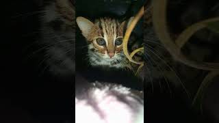 Leopard Cat  Ep 00127 animals wildanimals wildlifecare aniworldwide cat [upl. by Eirrej]