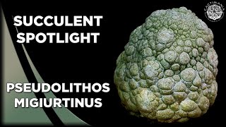 Succulent Spotlight  Pseudolithos Migiurtinus  Narrated by NOT Sir David Attenborough Cactus [upl. by Doane]