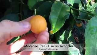 Madrono Arbutus Fruit Tree  Great in Australia [upl. by Gwyneth784]