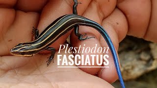 Skink da cauda azul Plestiodon fasciatus [upl. by Tenahs]