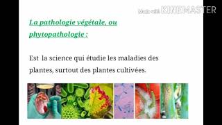 Les maladies biotiques et abiotiques chez les plantes 🌱🌱🌱 [upl. by Aisha951]