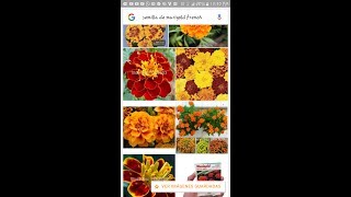 Como plantar semilla de Marigold french durango [upl. by Finnigan204]