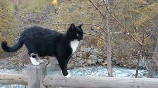 Un chat court sur une rambarde [upl. by Anirbed558]