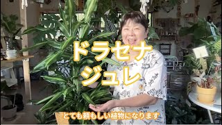 ドラセナジュレの魅力と育て方  福岡 糸島 観葉植物 amp 雑貨 店 [upl. by Aymik229]