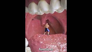 Why is it like this under the tongue shortvideos facts amazingfacts [upl. by Smeaj]