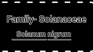 Family Solanaceae  solanum nigrum  General character amp classification with floral diagram [upl. by Llewon]