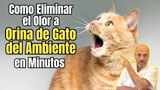 ✅ ¿COMO ELIMINAR EL OLOR A ORINA DE GATO DEL AMBIENTE EN MINUTOS ✅ [upl. by Bardo]