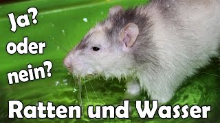 Ratten und Wasser Darf man Ratten baden lassen Aufklärung [upl. by Malca]