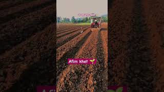 अफ़ीम की वैज्ञानिक खेती day 0 । shortvideo afimkisan farming khetibadistatus agriculturelife [upl. by Yeta934]